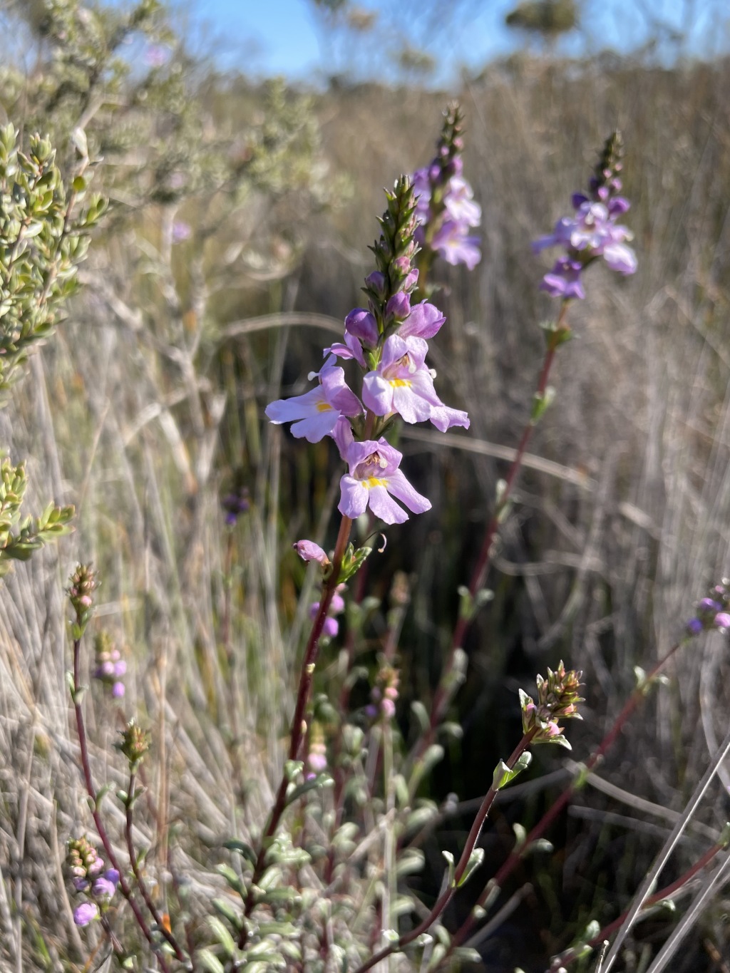 Euphrasia collina subsp. collina (hero image)