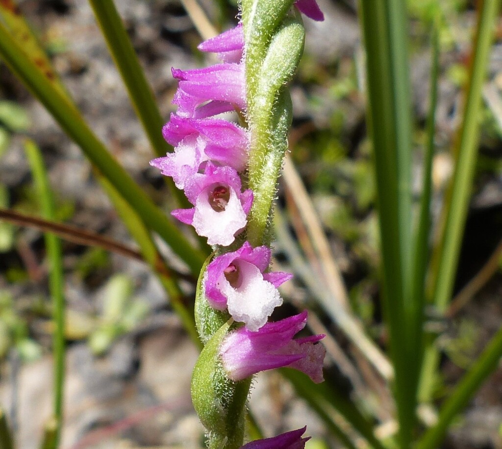 Spiranthes australis (hero image)