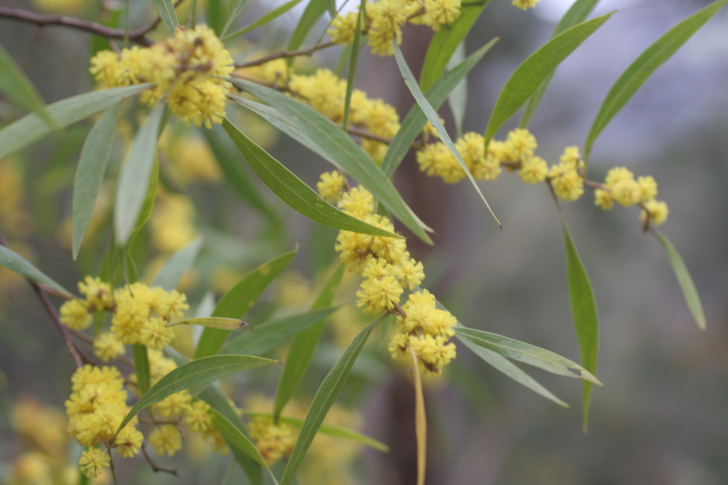 Acacia stricta (hero image)