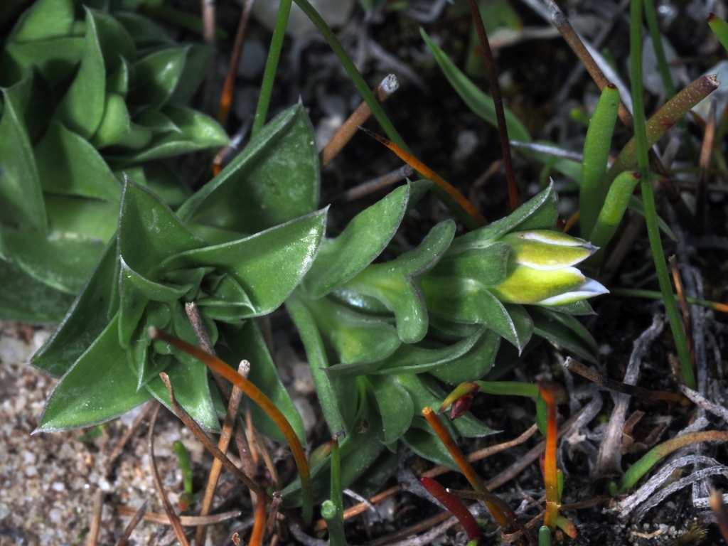 Gentiana baeuerlenii (hero image)