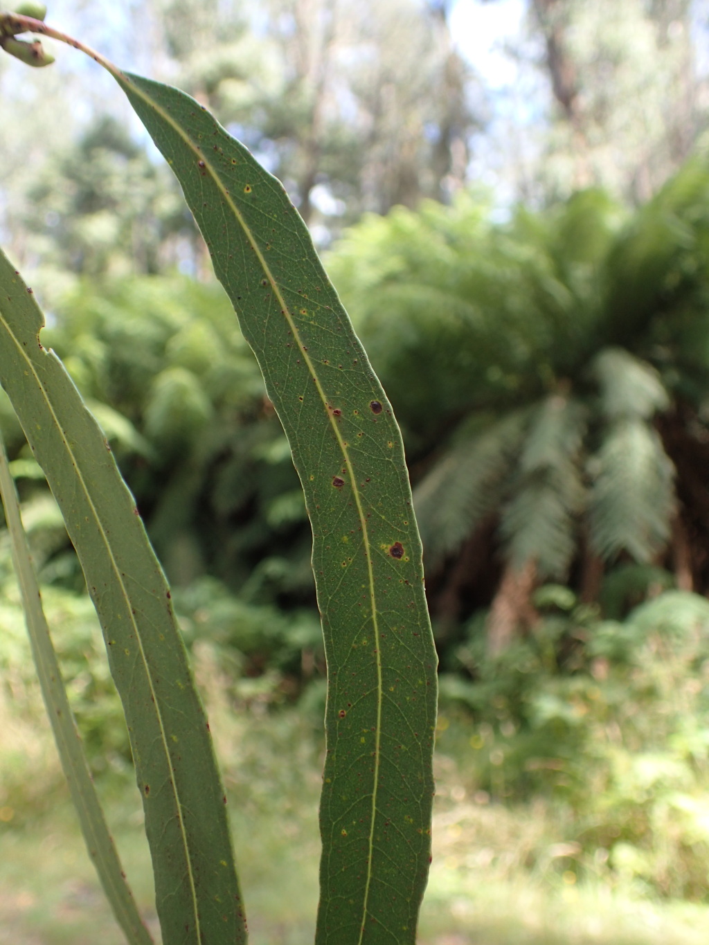 Eucalyptus denticulata (hero image)