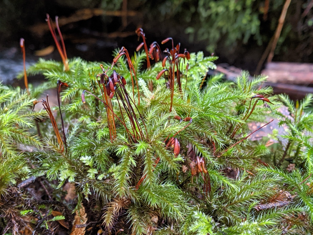 Mniodendron (hero image)