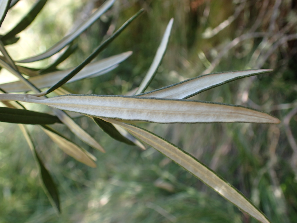 Olearia alpicola (hero image)