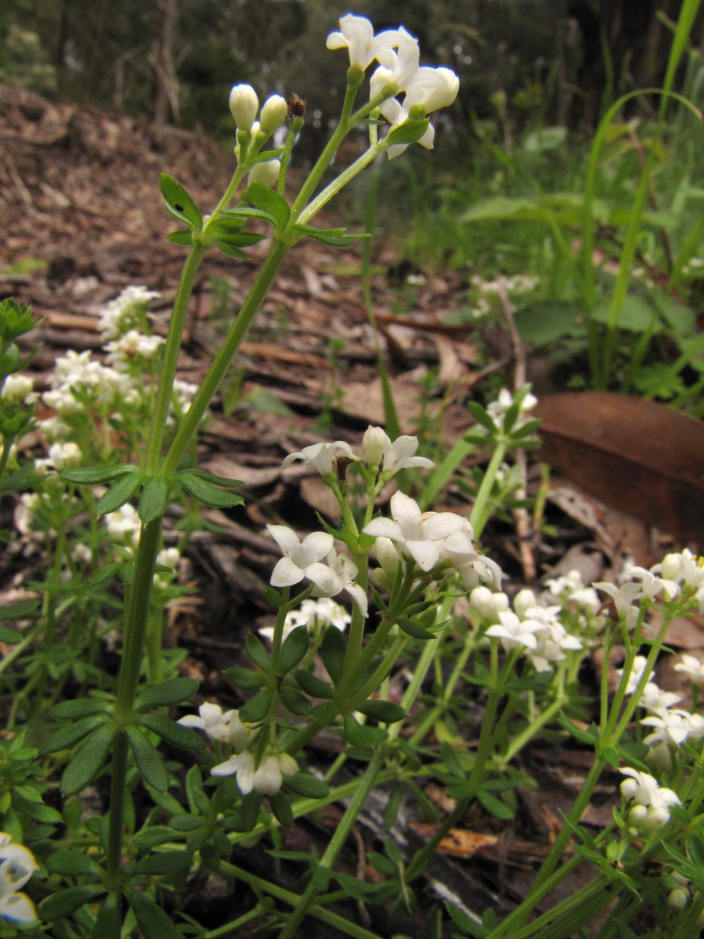 Asperula oblanceolata (hero image)