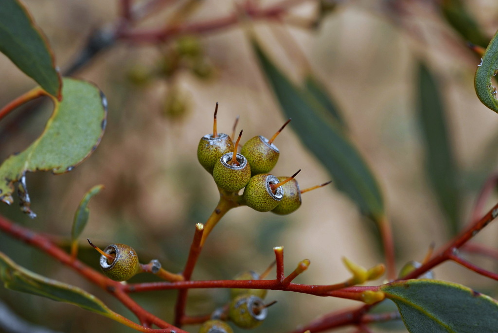 Eucalyptus socialis subsp. socialis (hero image)