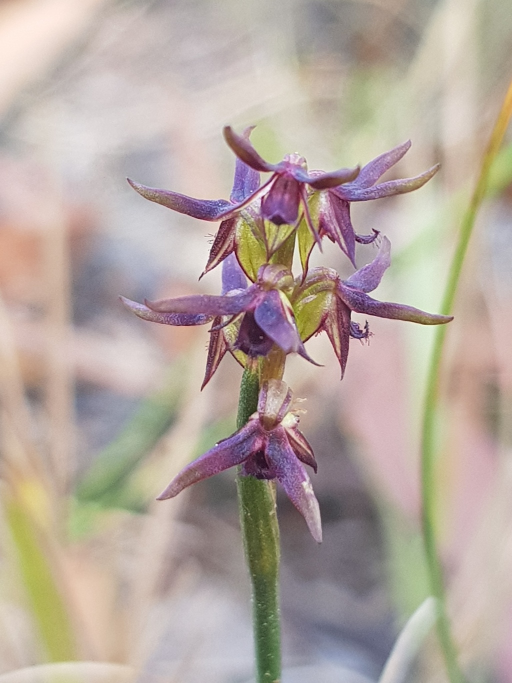 Corunastylis archeri (hero image)