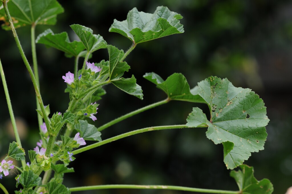 Malva nicaeensis (hero image)