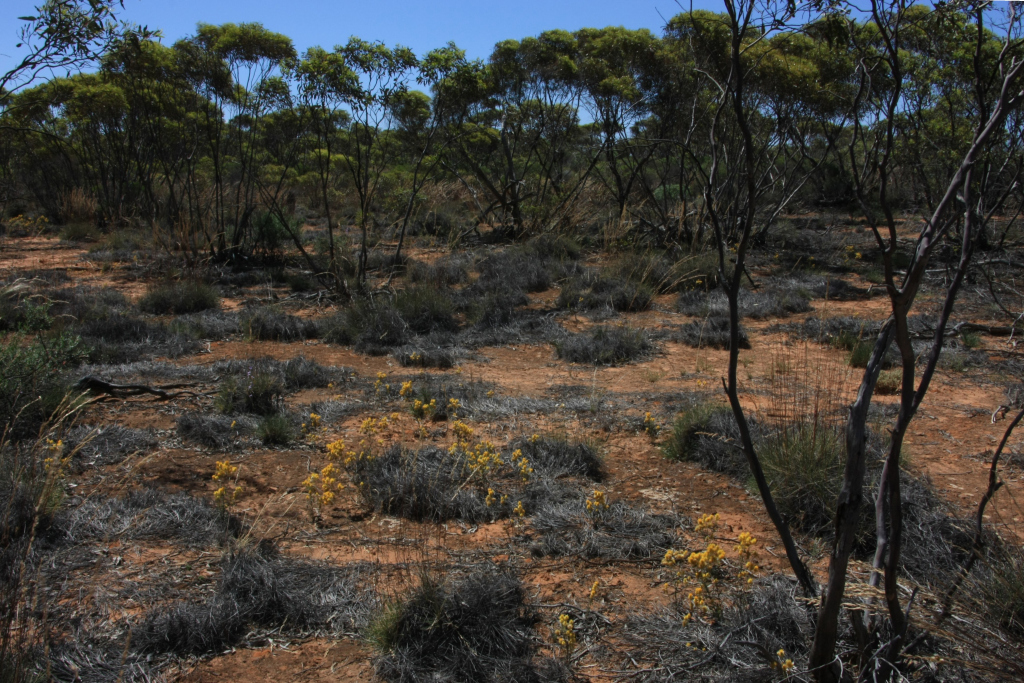 Eucalyptus oleosa (hero image)