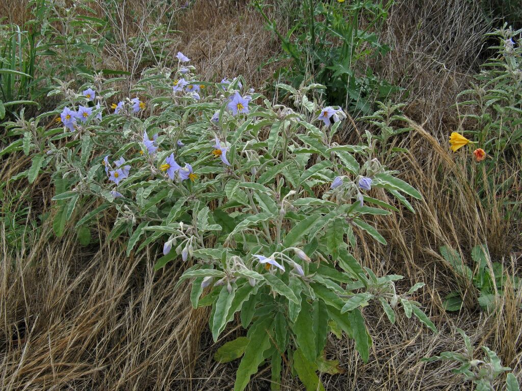 Solanum elaeagnifolium (hero image)