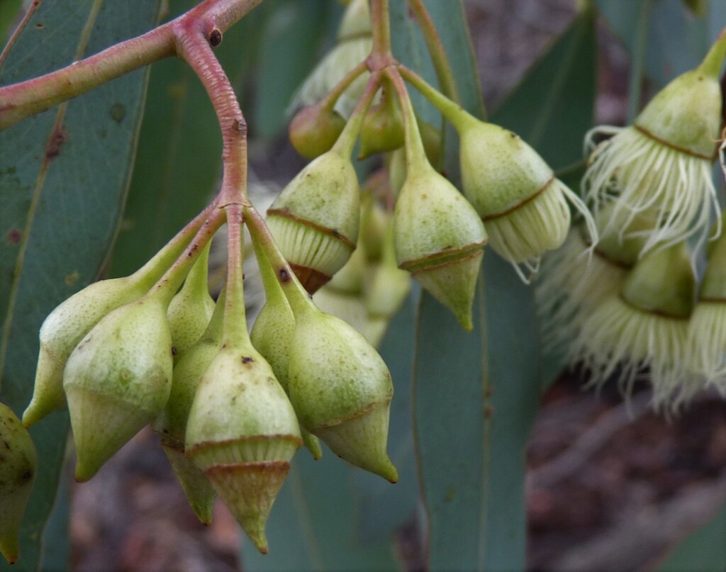 Eucalyptus sideroxylon (hero image)