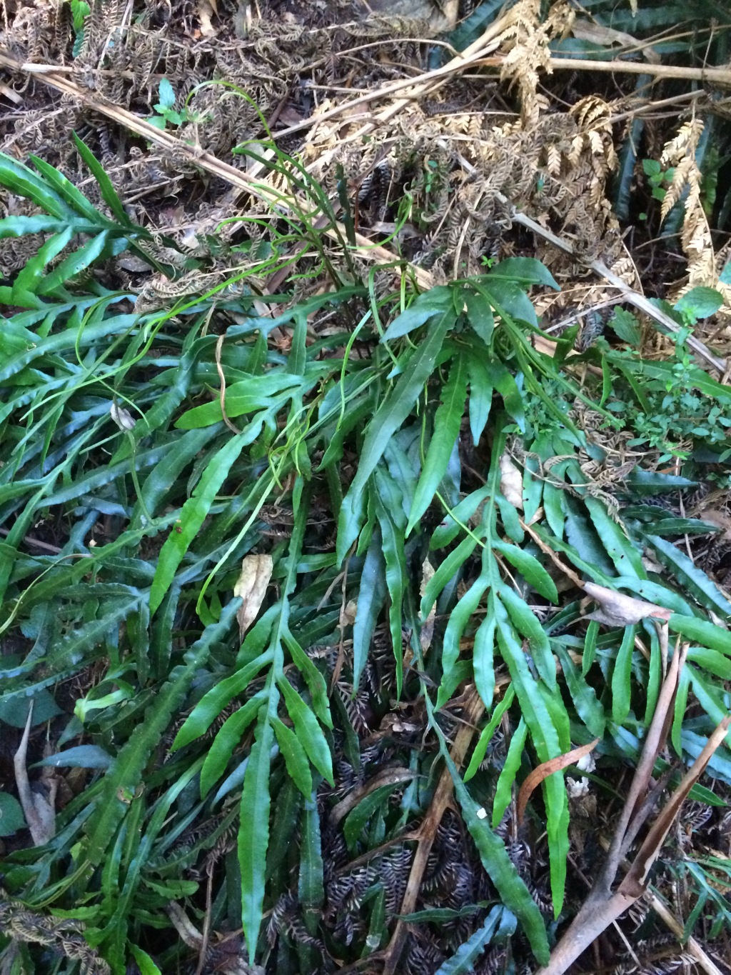 Blechnum patersonii (hero image)