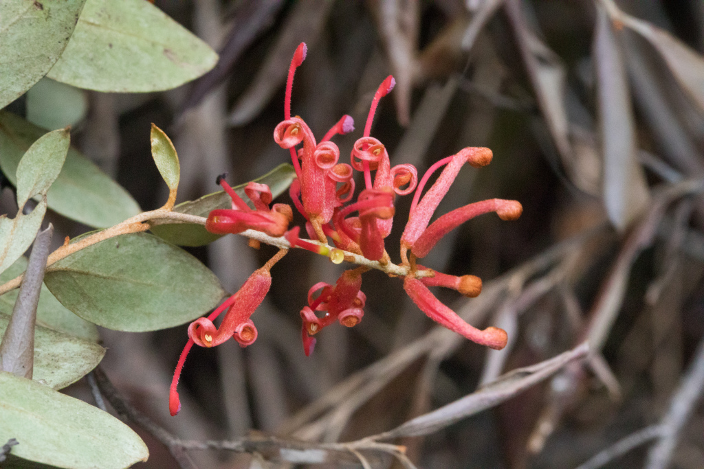 Grevillea polychroma (hero image)
