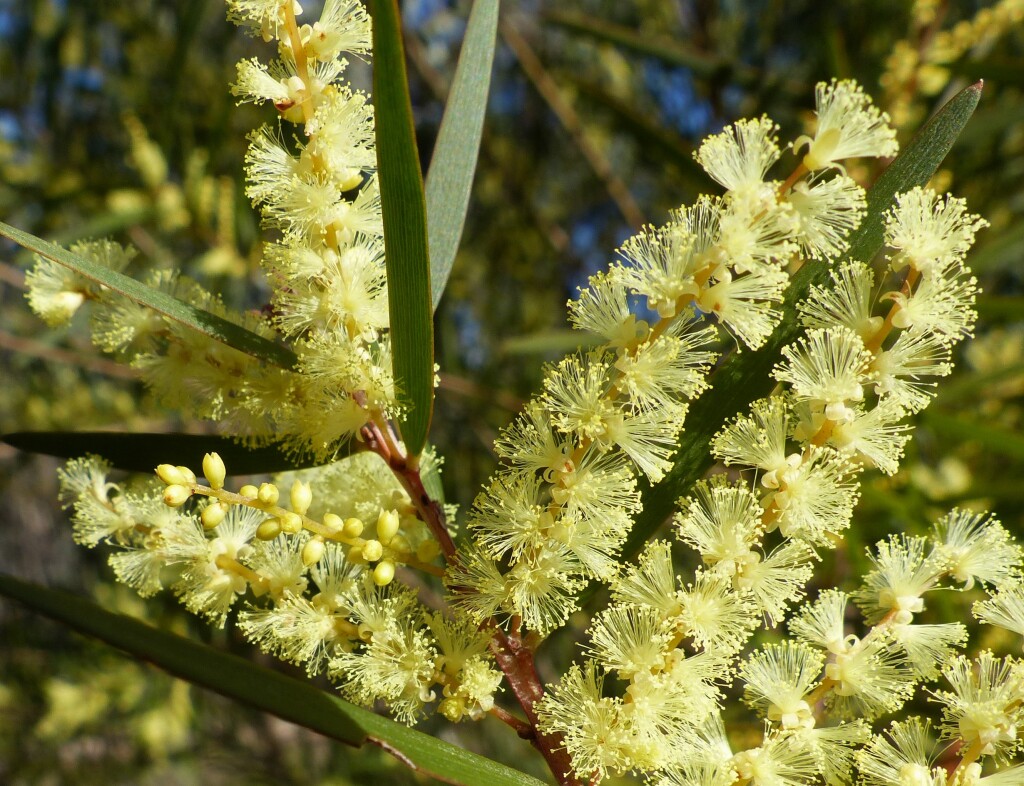 Acacia floribunda (hero image)