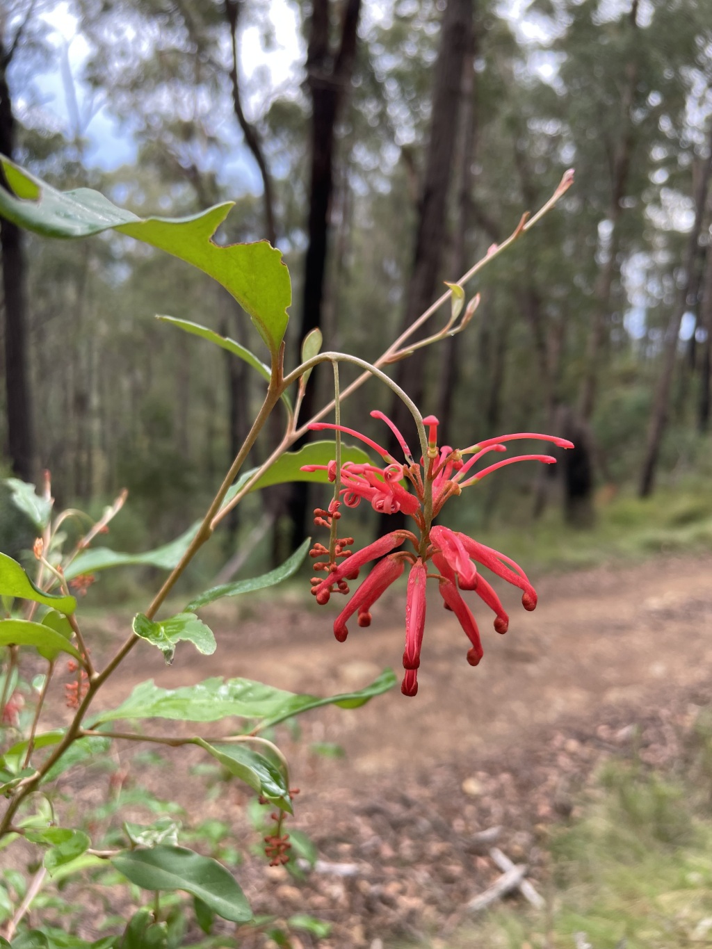 Grevillea polychroma (hero image)