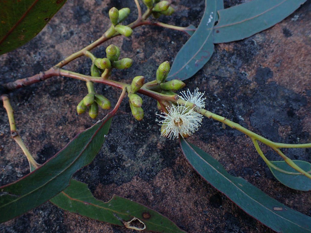 Eucalyptus (hero image)