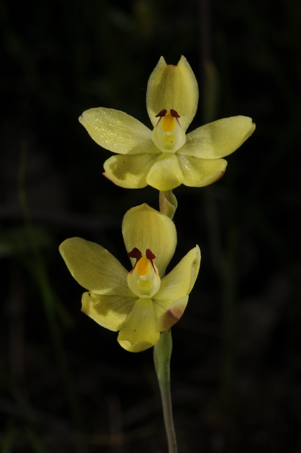 Thelymitra antennifera (hero image)