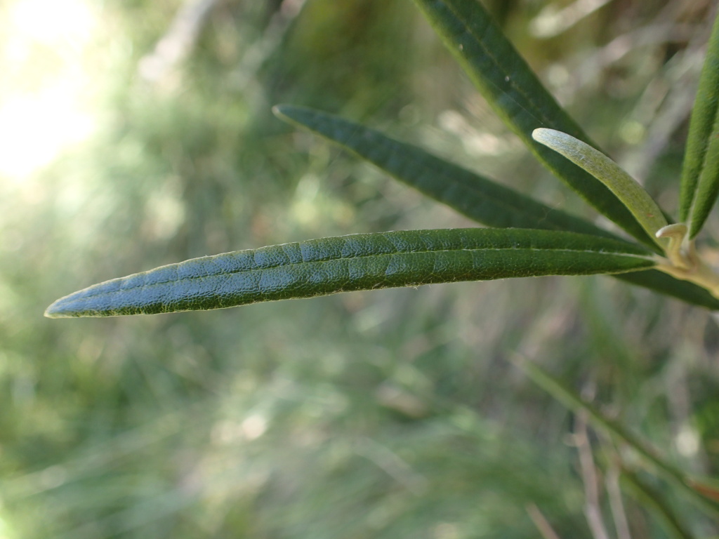 Olearia alpicola (hero image)