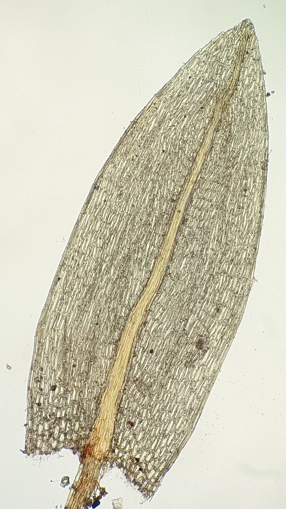 Bryum cheelii (hero image)
