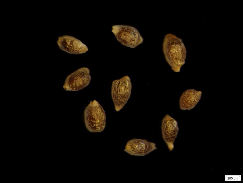Juncus falcatus (hero image)