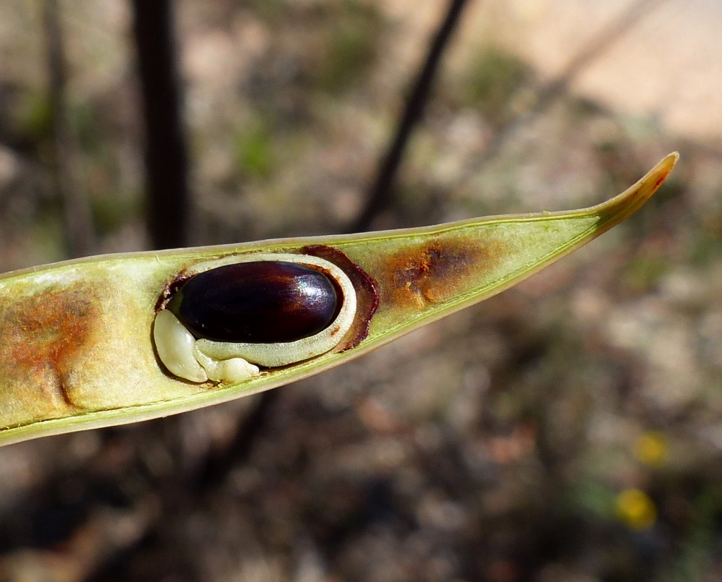 Acacia rubida (hero image)