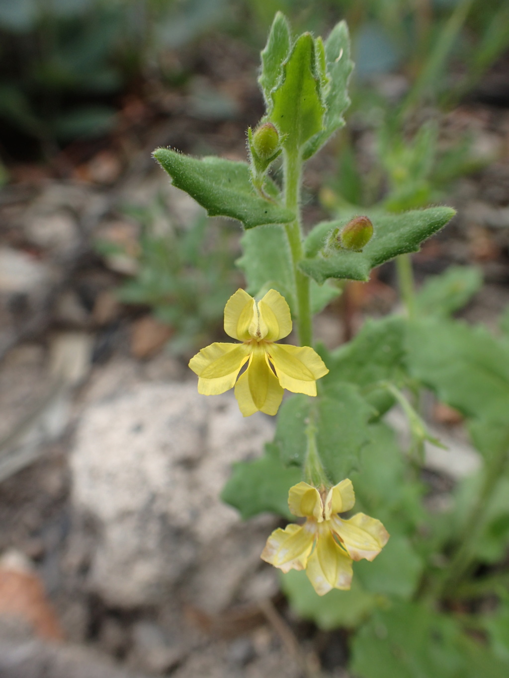 Goodenia heterophylla subsp. heterophylla (hero image)