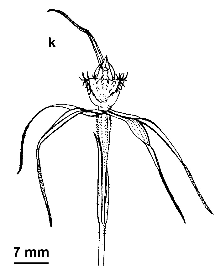 Caladenia hastata (hero image)