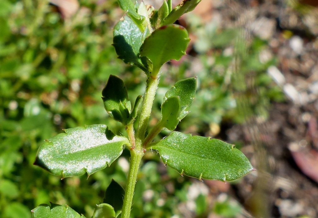 Gonocarpus montanus (hero image)