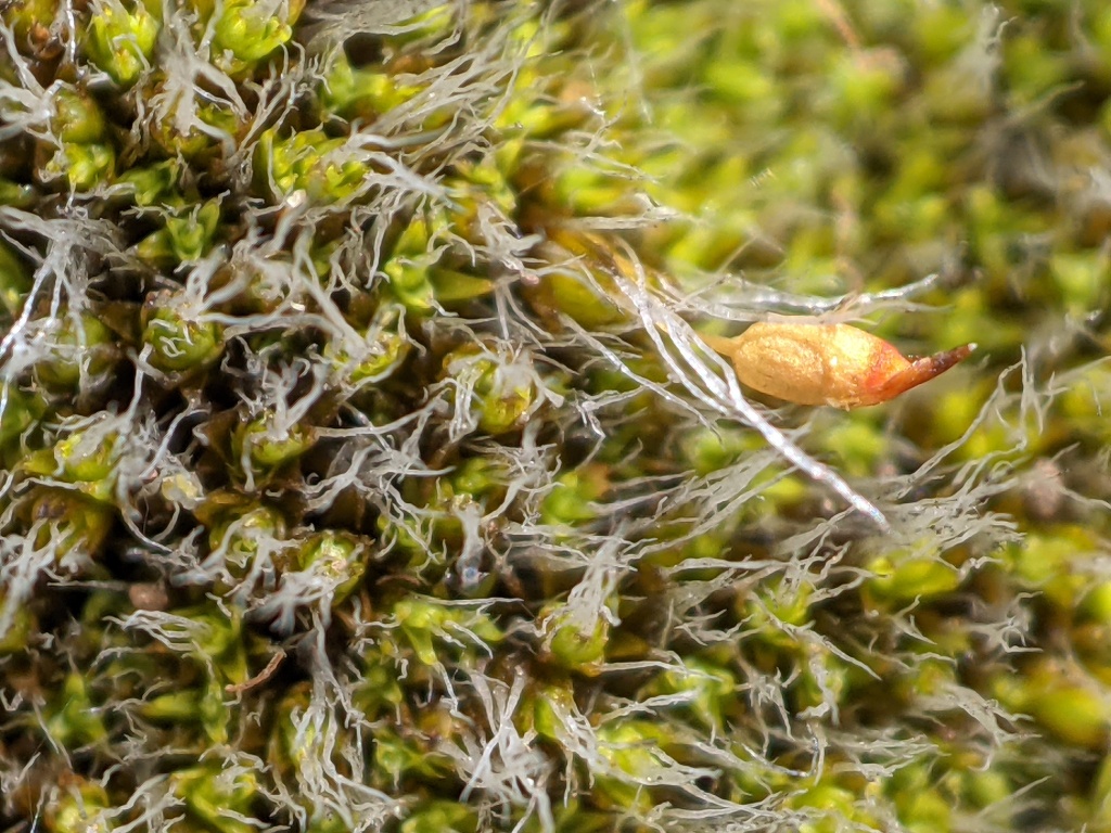 Grimmia (hero image)