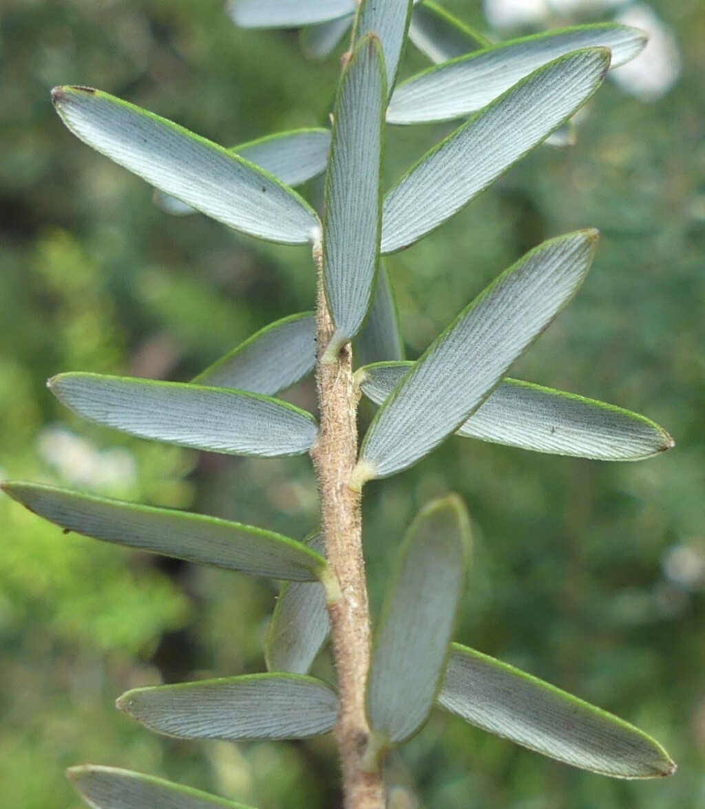 Acrothamnus hookeri (hero image)