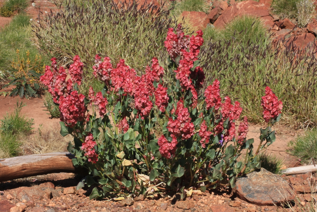 Acetosa vesicaria (hero image)