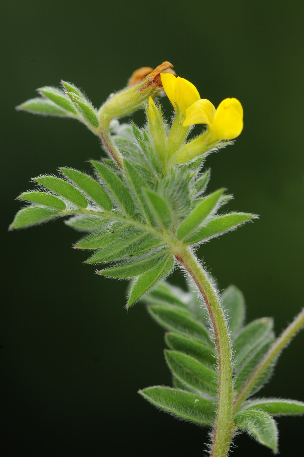 Ornithopus compressus (hero image)