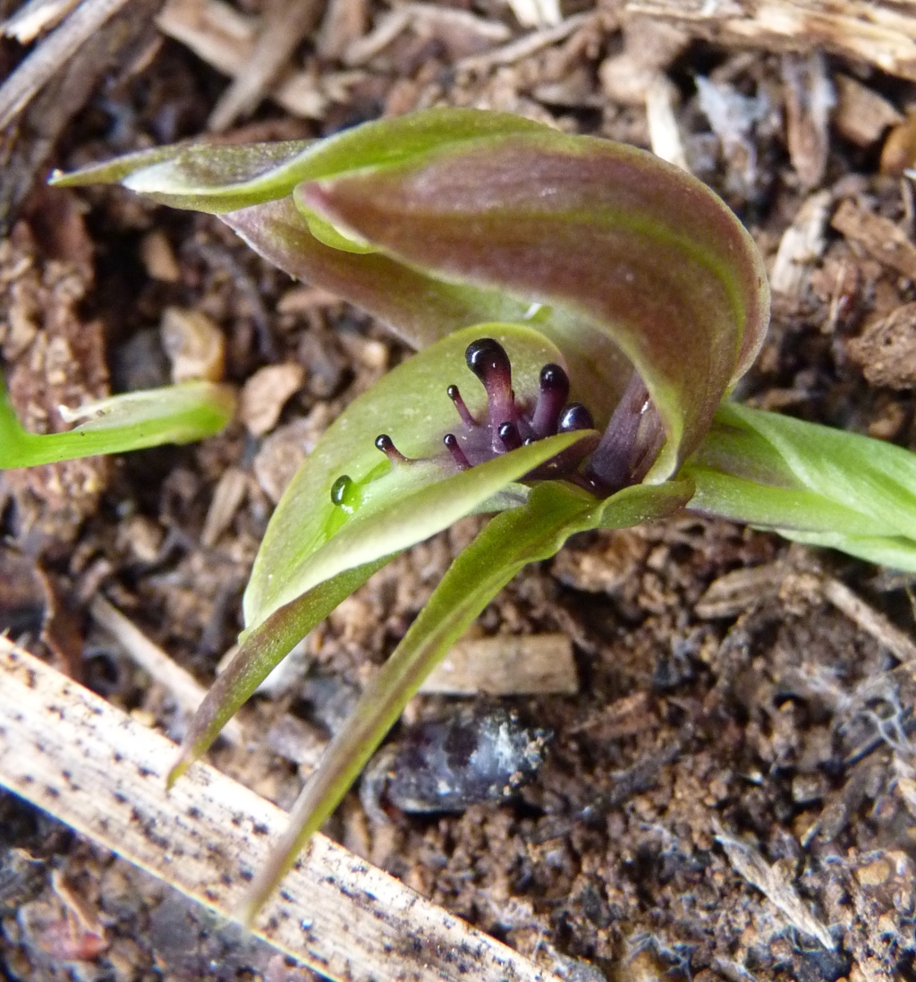 Chiloglottis valida (hero image)