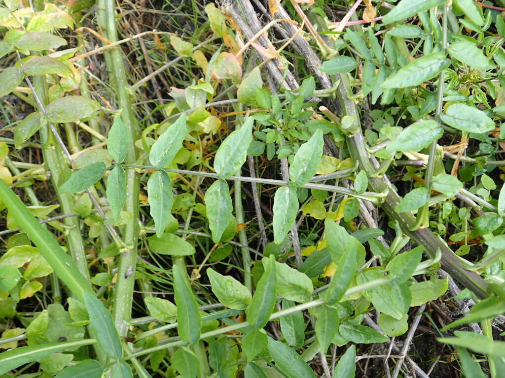 Nasturtium (hero image)