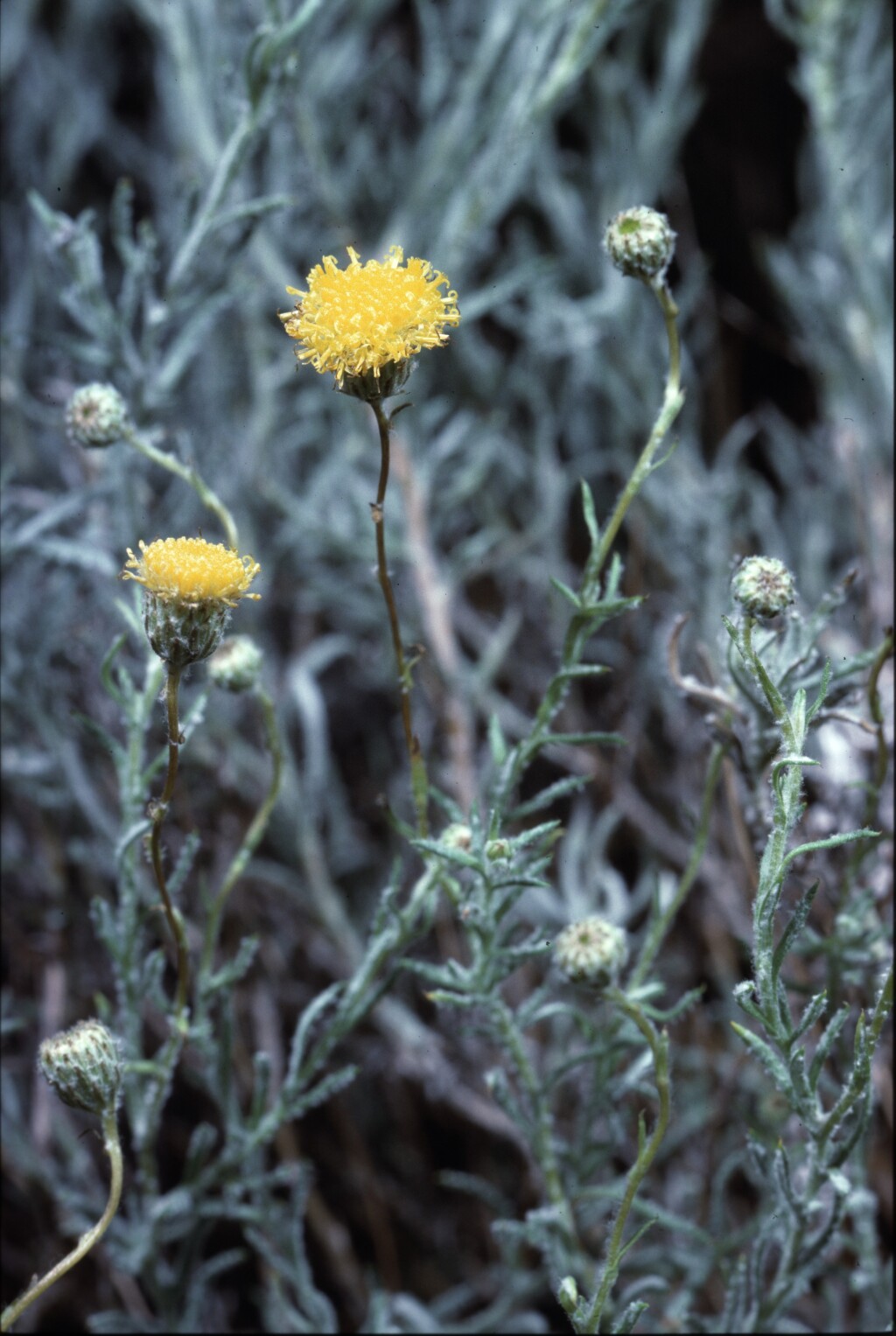 Leiocarpa panaetioides (hero image)