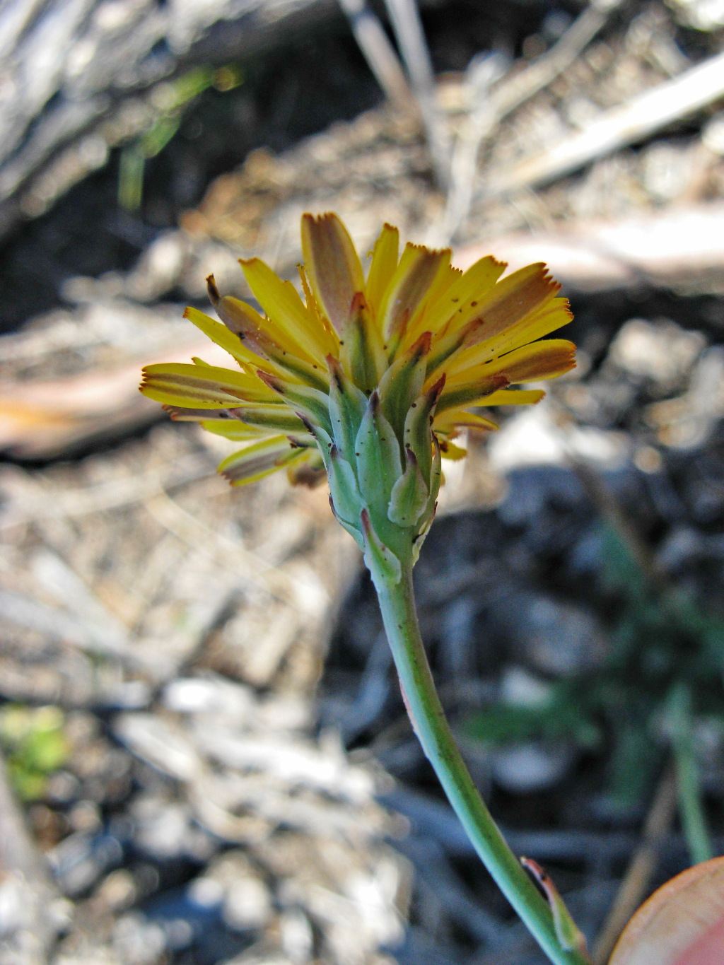 Hypochaeris radicata (hero image)