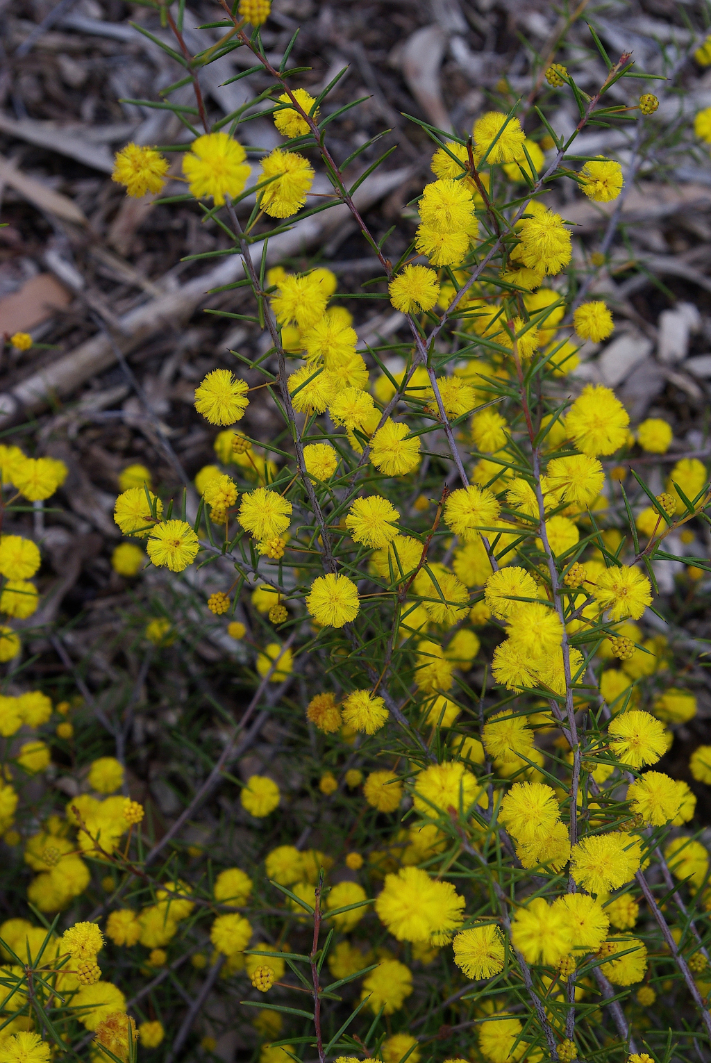 Acacia brownii (hero image)