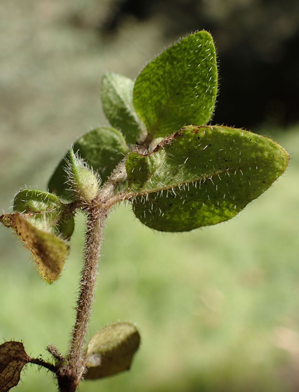 Leptostigma breviflorum (hero image)