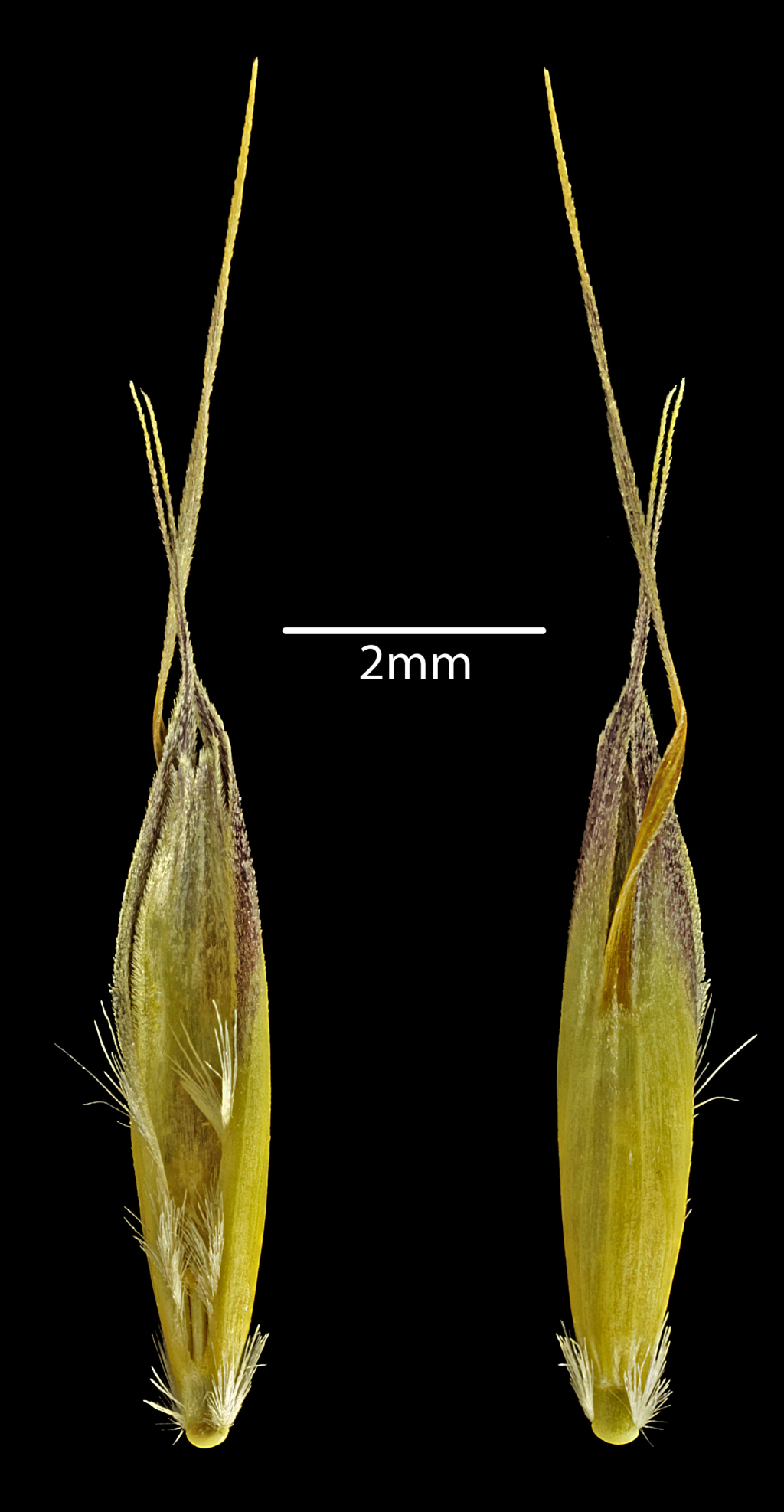 Rytidosperma nudiflorum (hero image)