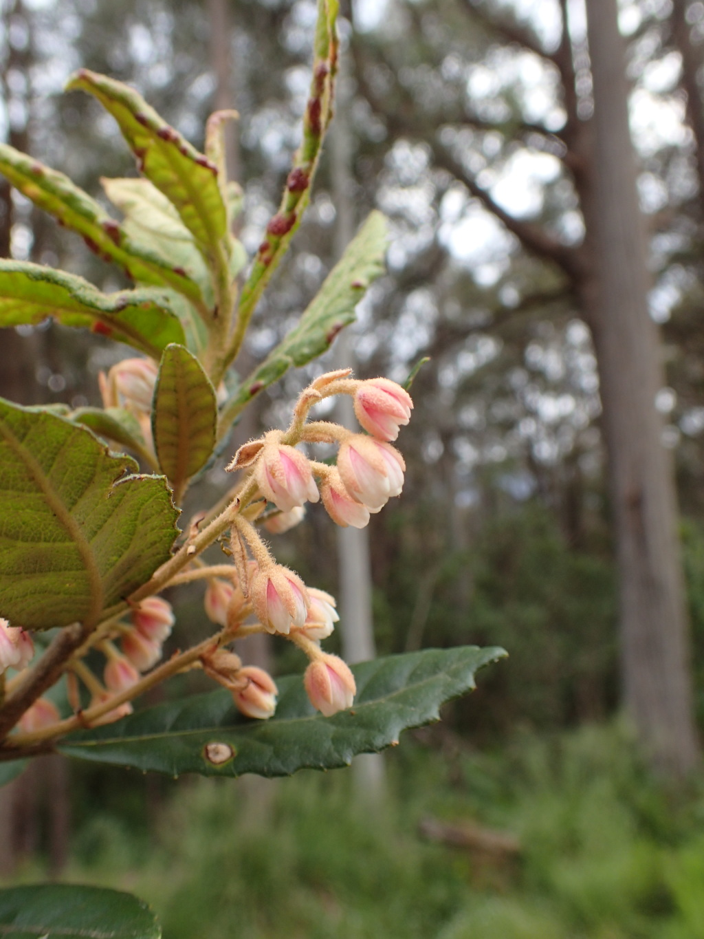 Elaeocarpus holopetalus (hero image)