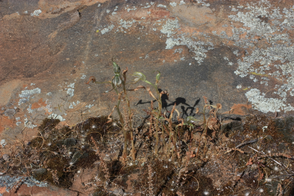 Pterostylis valida (hero image)