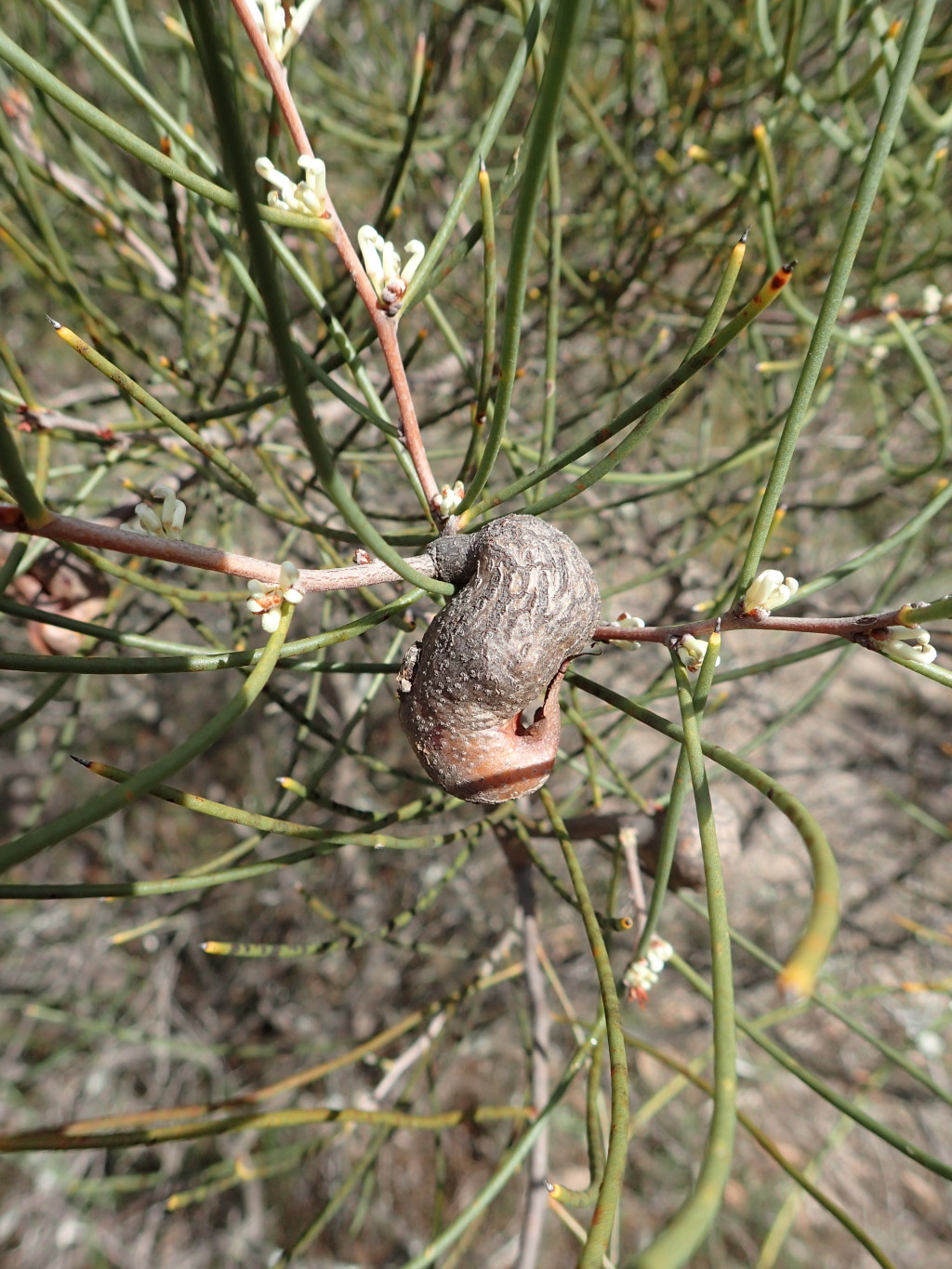 Hakea rostrata (hero image)