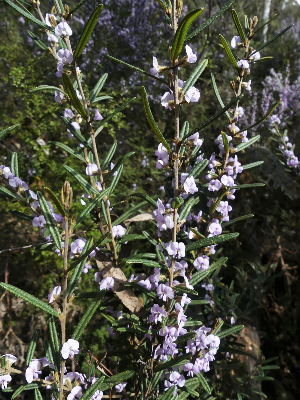 Hovea asperifolia (hero image)