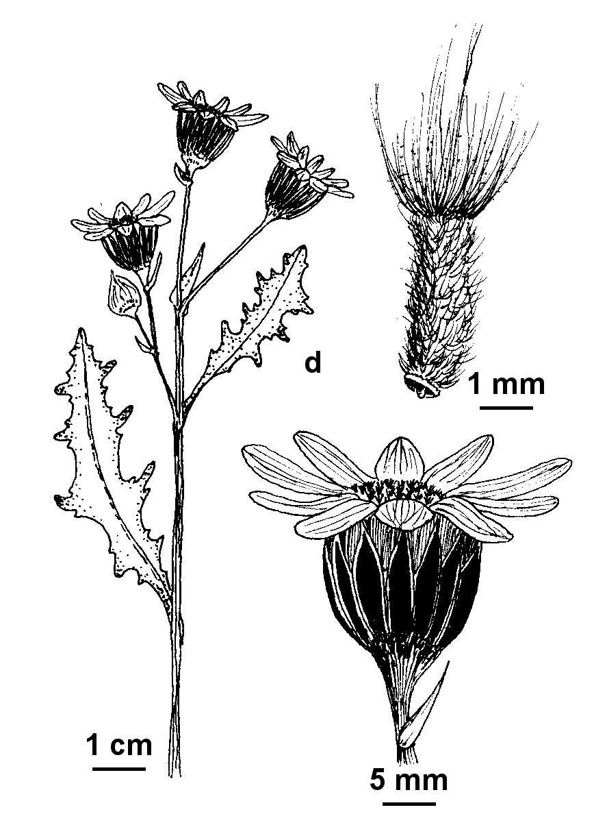 Senecio platylepis (hero image)