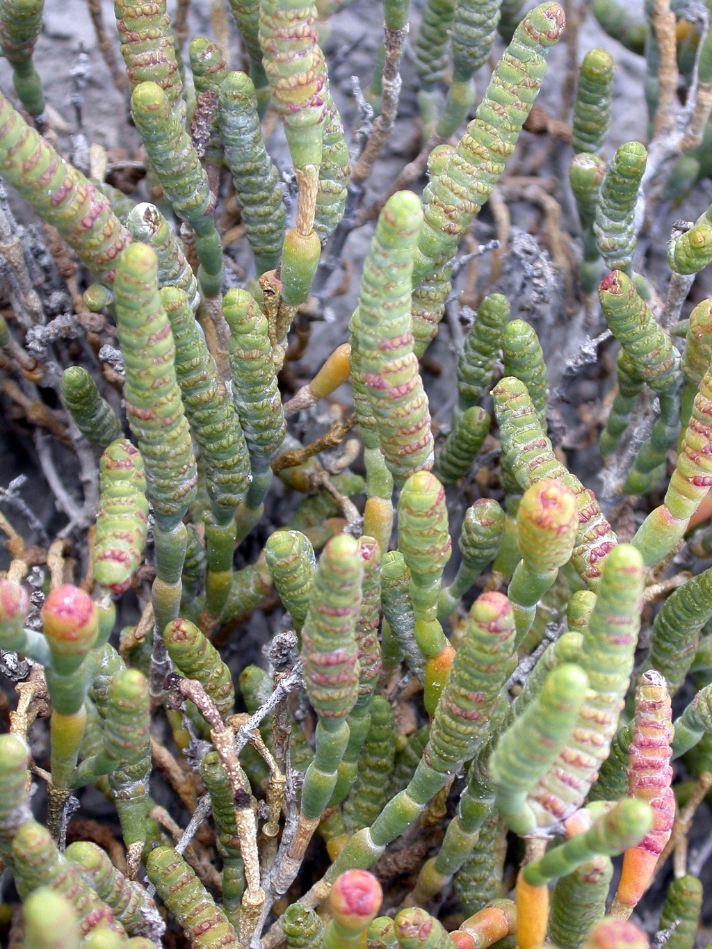 Tecticornia flabelliformis (hero image)