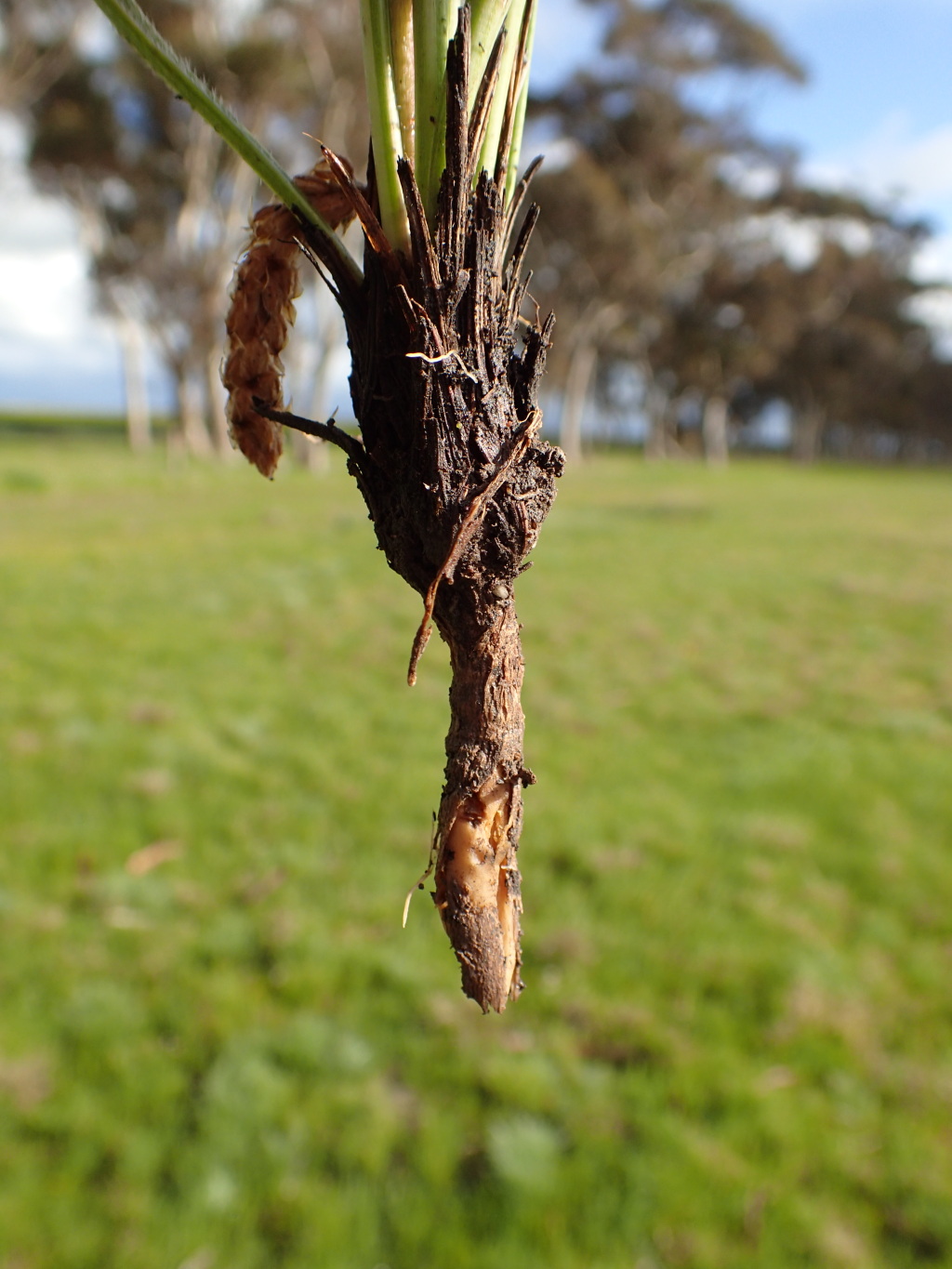 Plantago gaudichaudii (hero image)