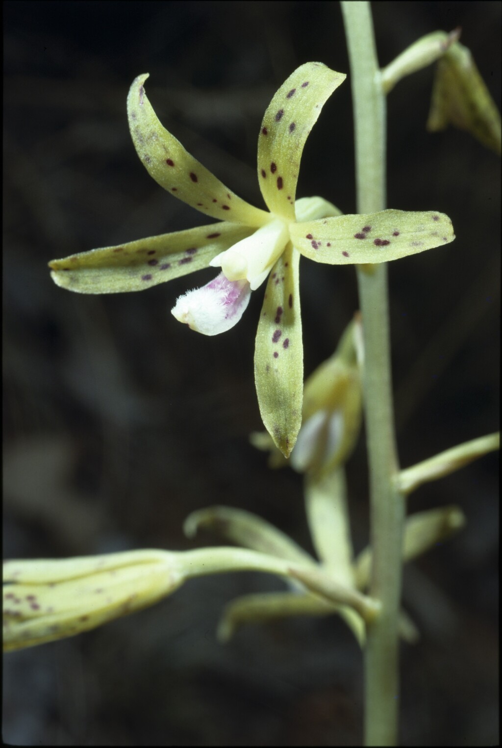 Dipodium interaneum (hero image)