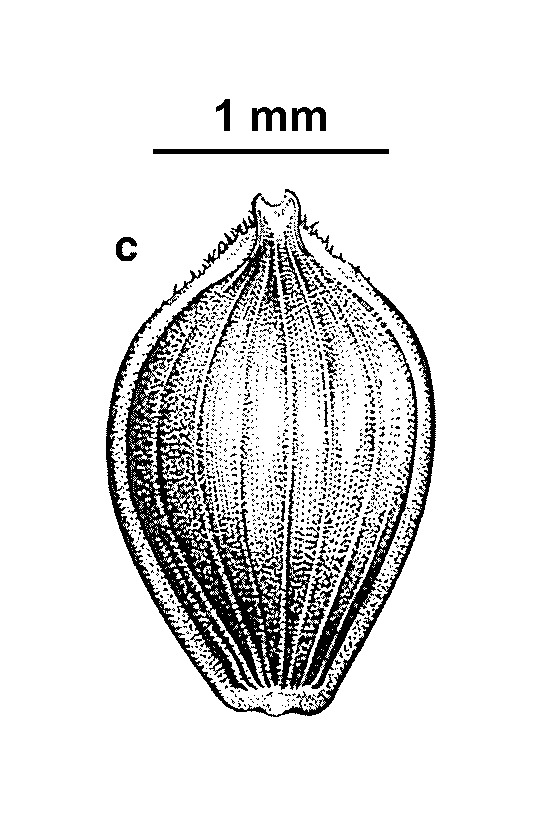 Carex incomitata (hero image)