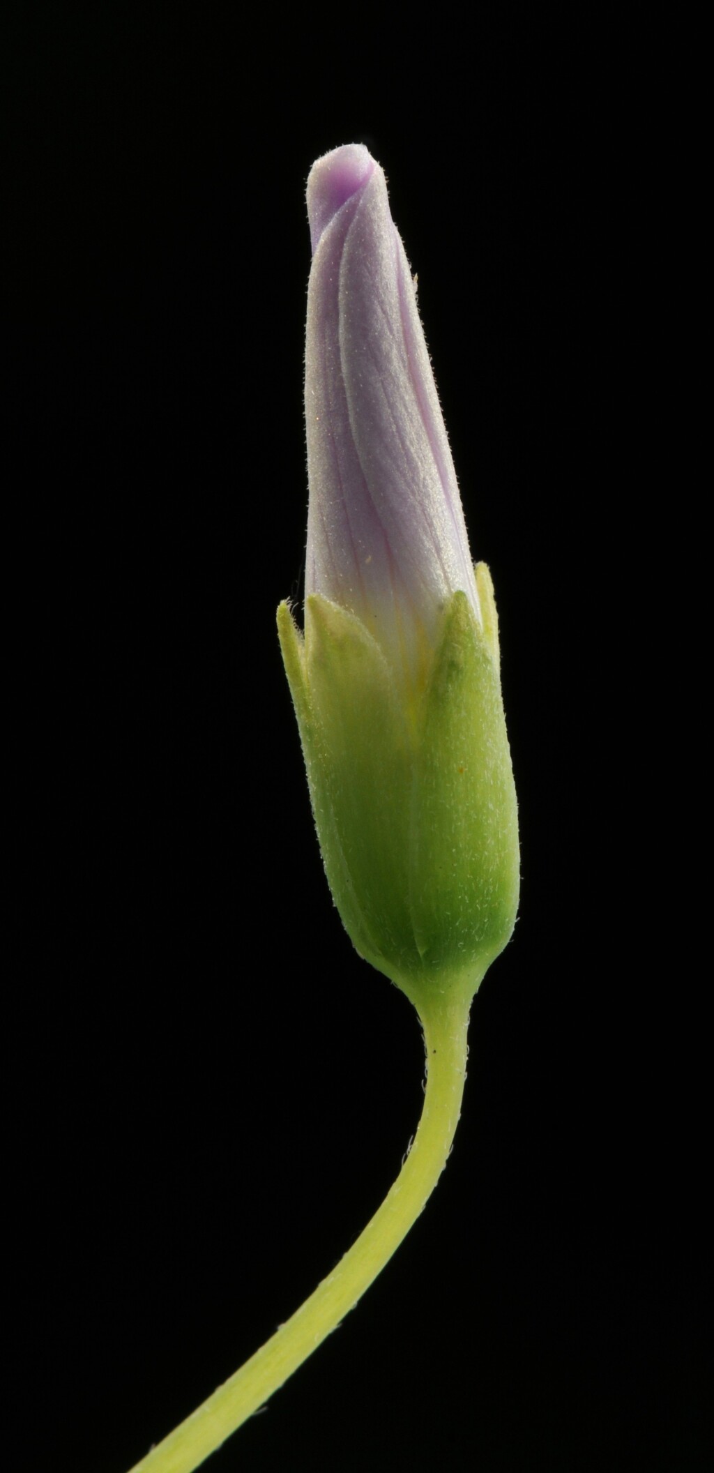 Oxalis incarnata (hero image)