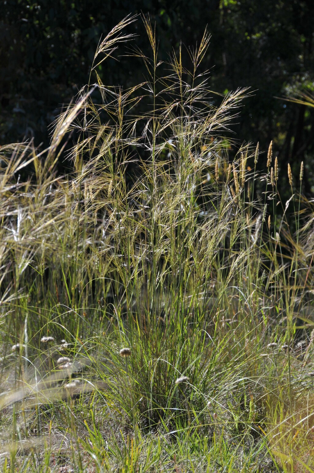 Austrostipa rudis (hero image)