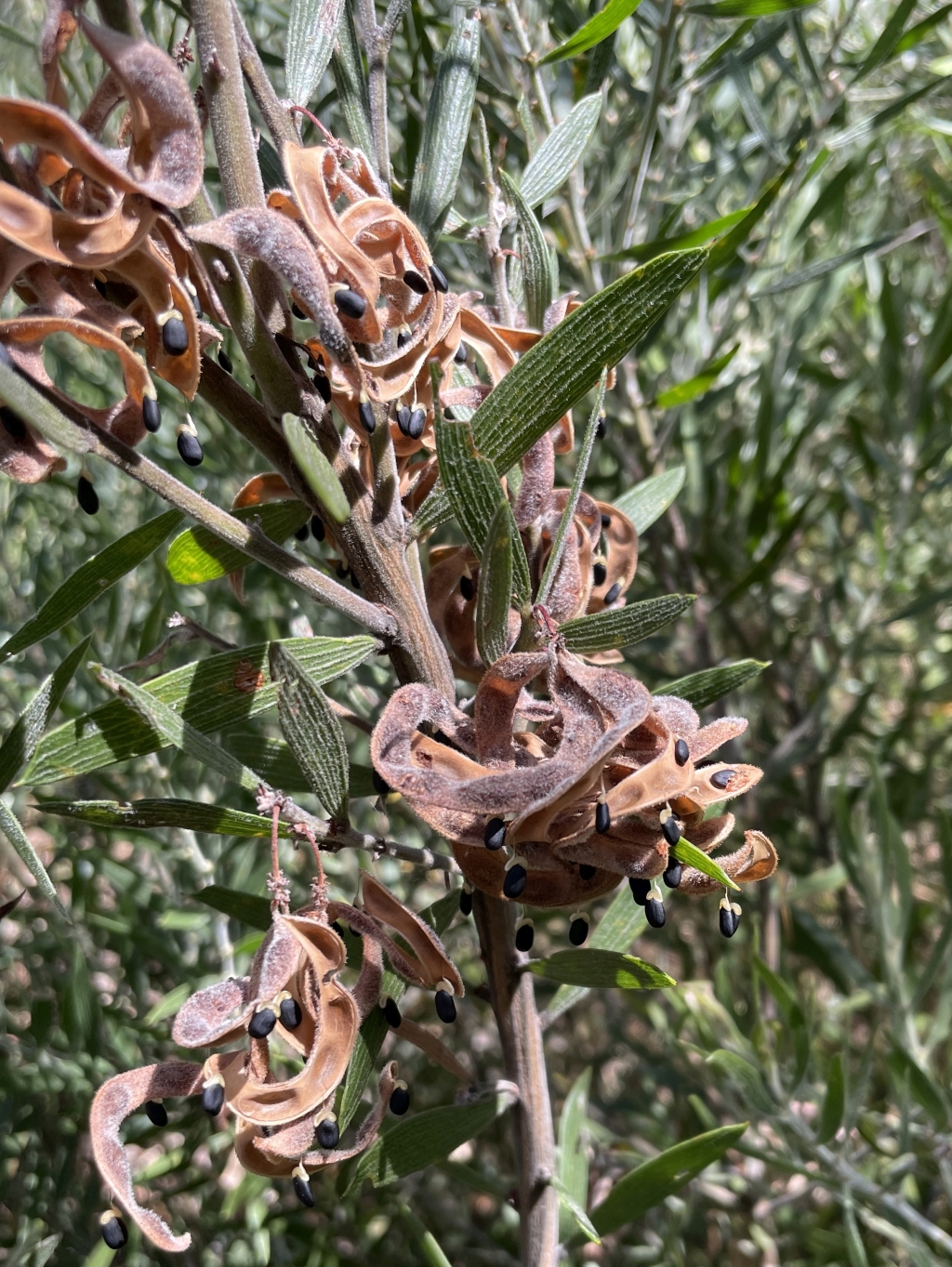 Acacia lanigera (hero image)